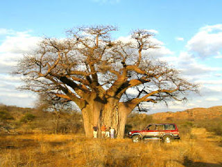 Pohon Baobab, Tampak Seperti Pohon Terbalik