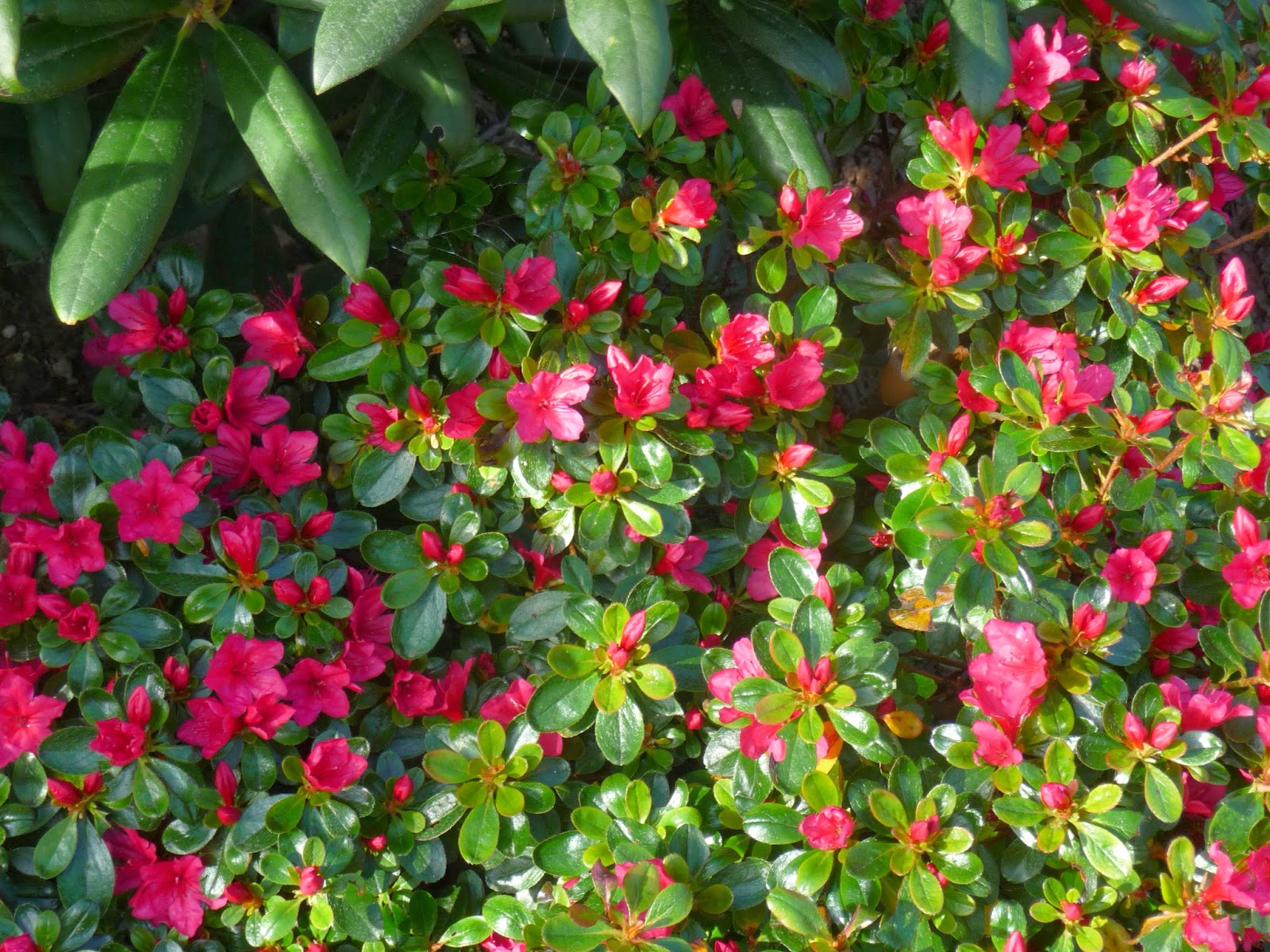 Les 8 Meilleures Images De Azalee Arbuste Fleurs Et Jardins