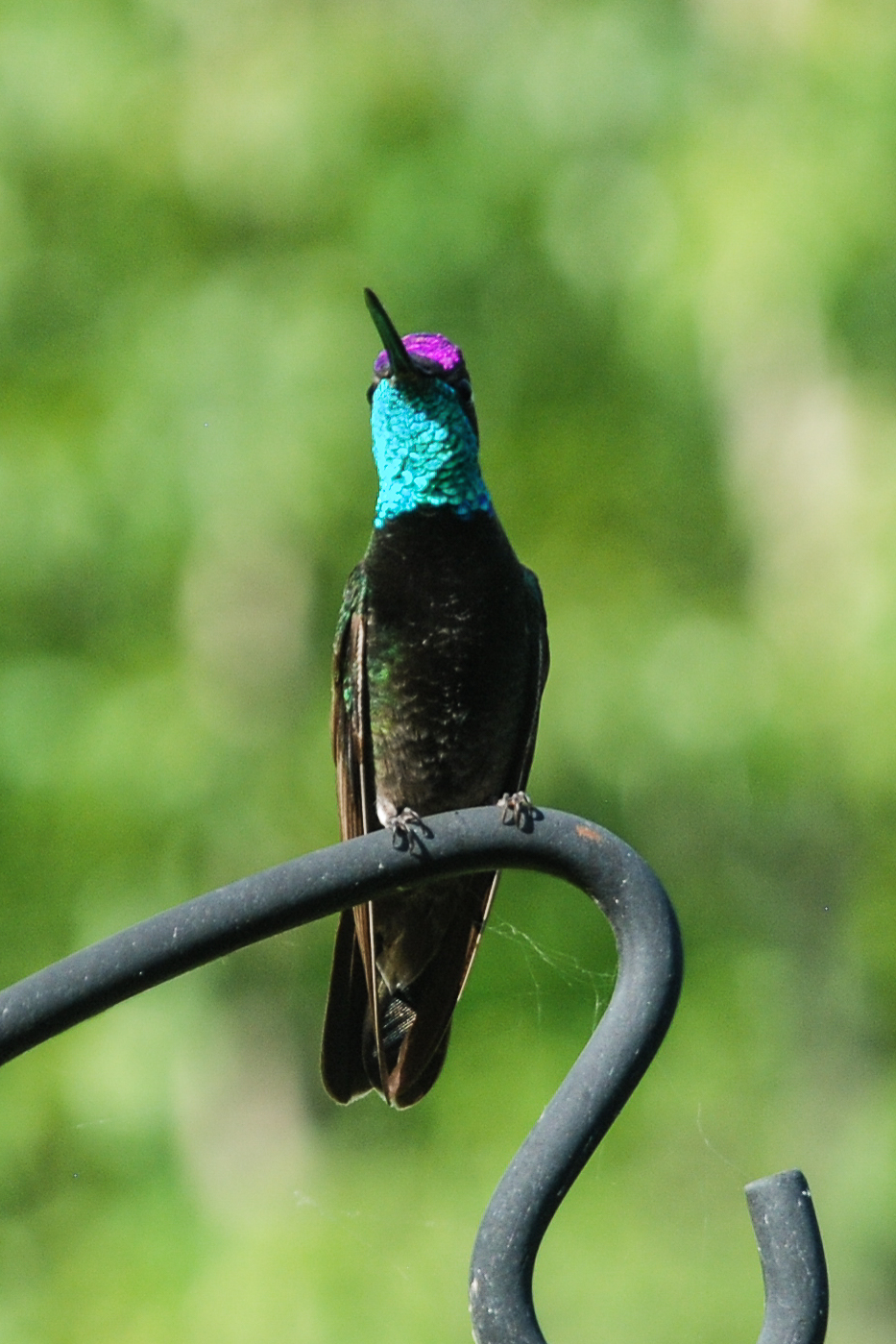 British Columbia Rare Bird Alert MAGNIFICENT HUMMINGBIRD north of