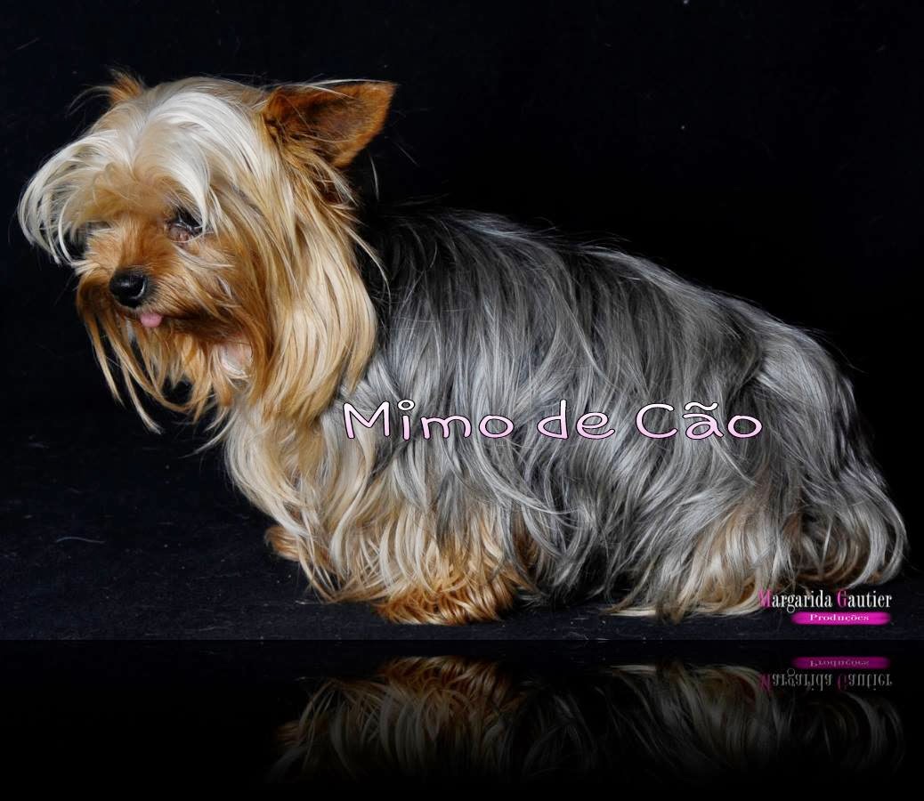 Yorkshire Terrier Miniatura