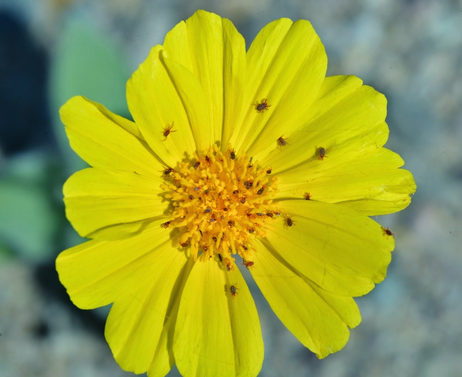 Desert Sunflower with Mites_1422