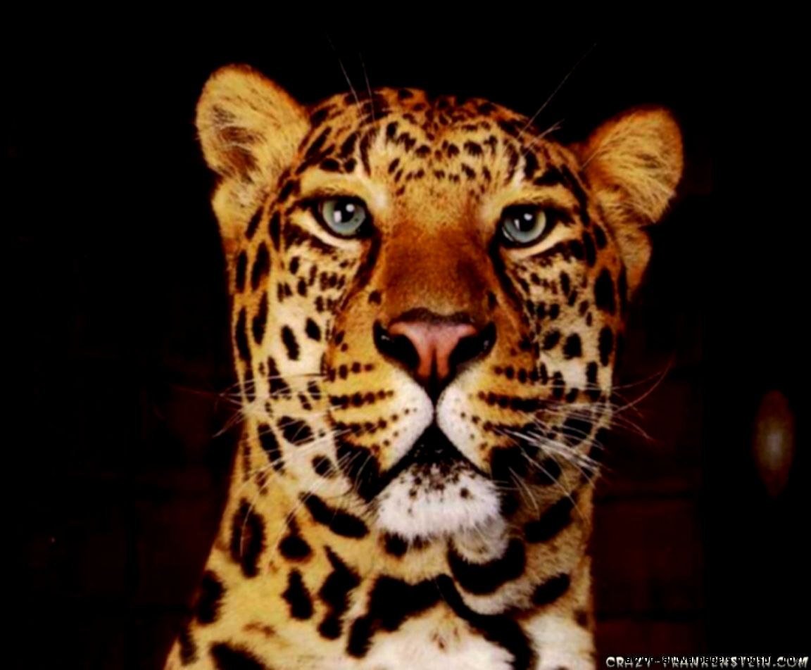 Crazy Leopard ImgMob Crazy Leopard ImgMob