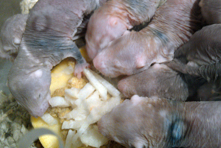 Pacific Science Center Life Sciences: Naked Mole-Rats 