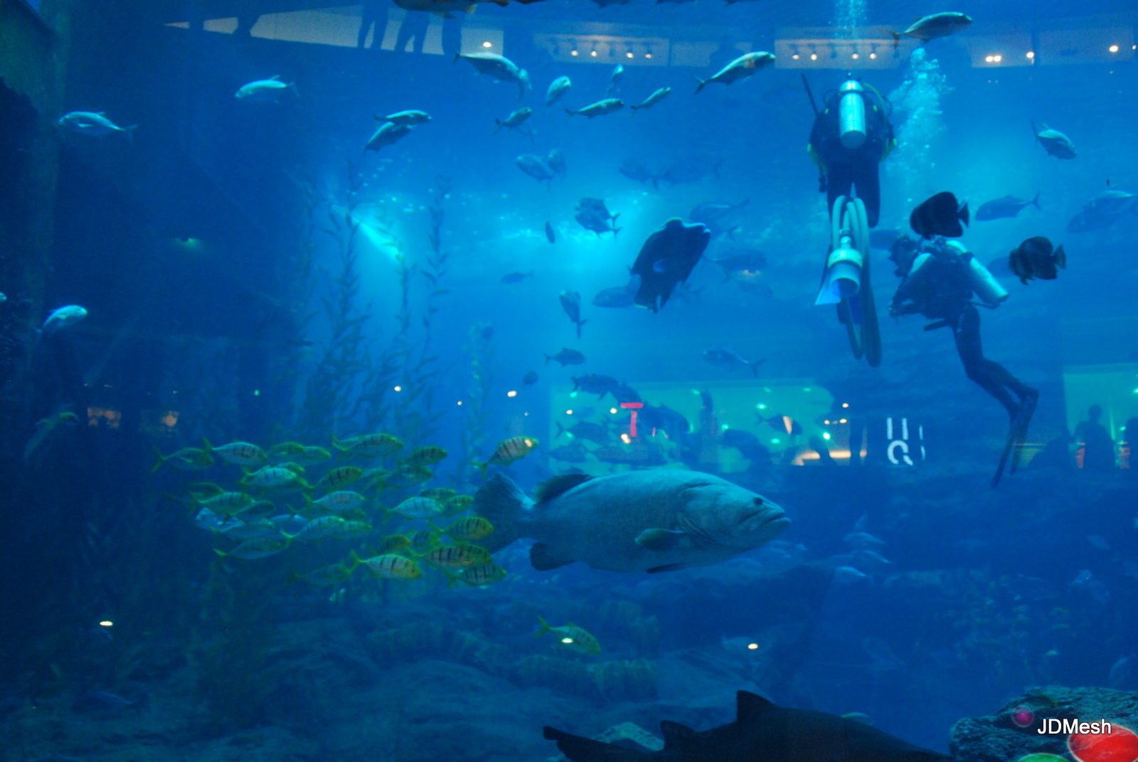 Dubai+mall+aquarium+wiki