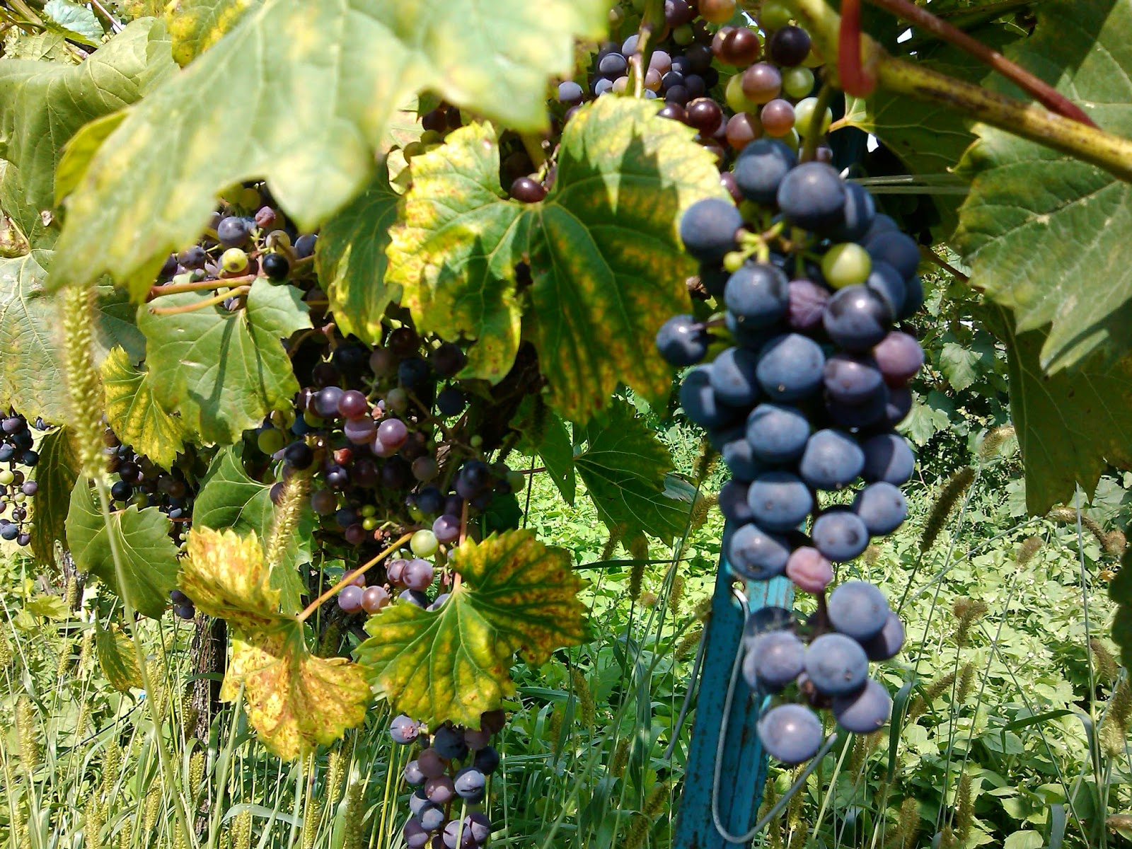 GrapeScot Domaine Perrault a little Ottawa area winery with big