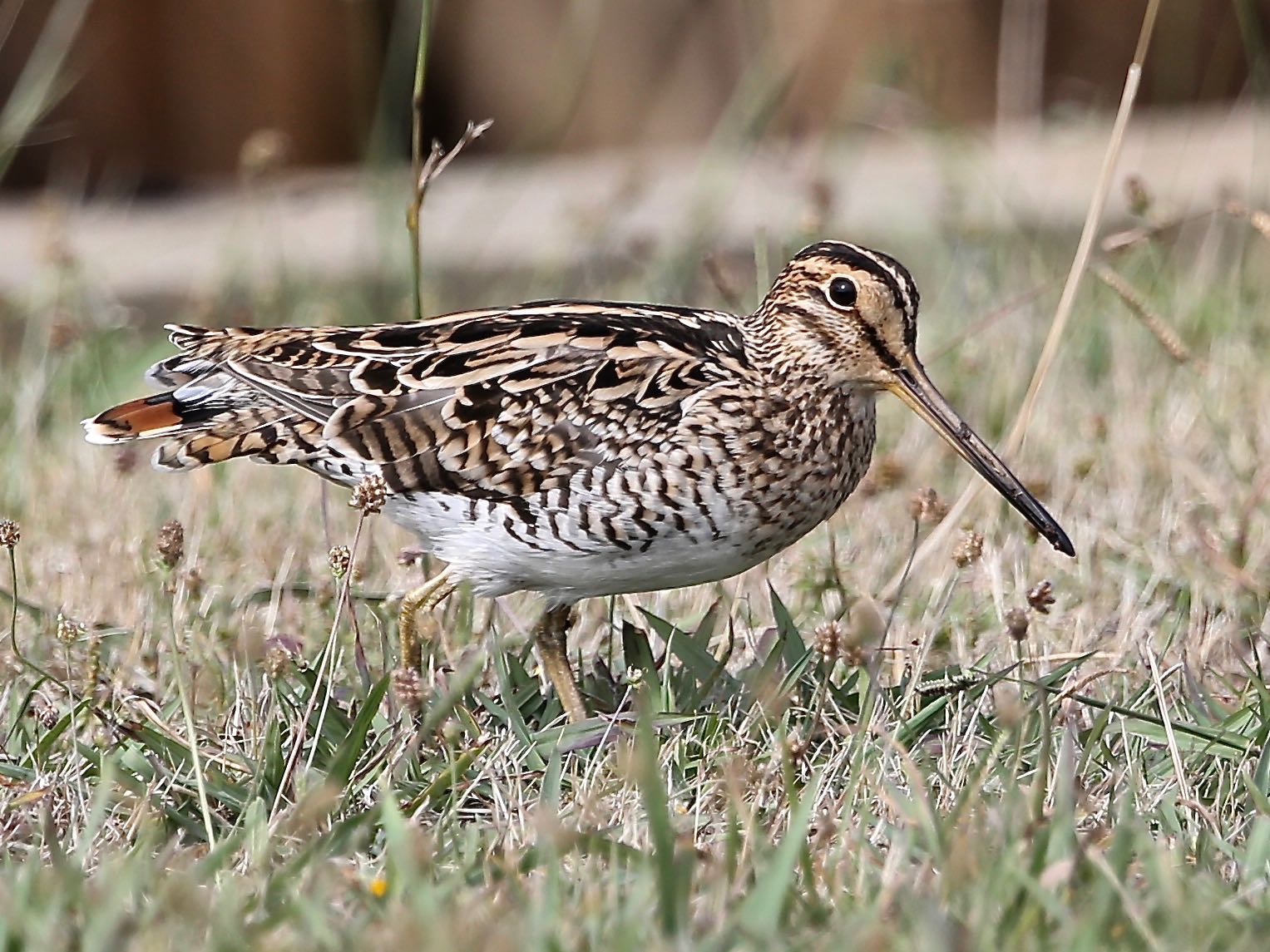 Avithera Latham’s Snipe
