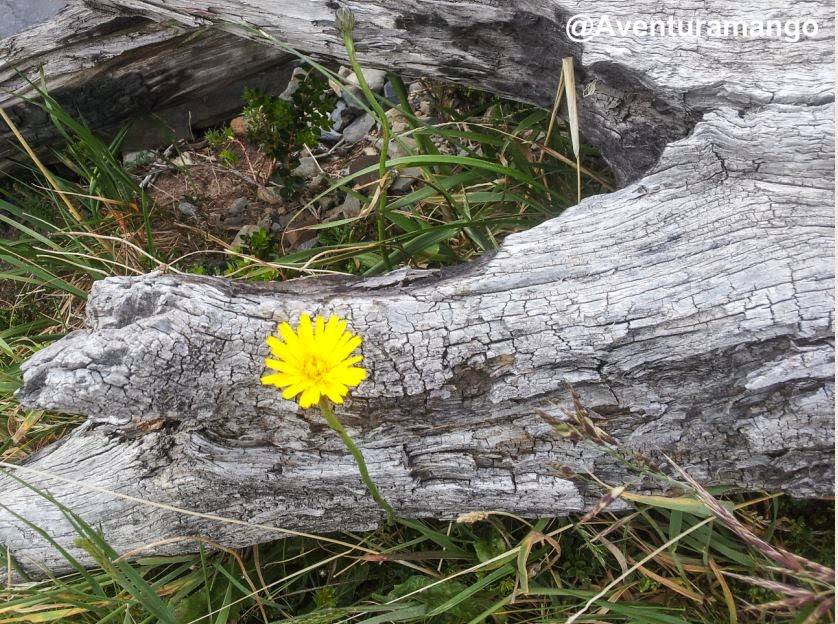 Patagonian Berries As Native Food And Medicine Sciencedirect