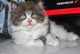 kucing persia kucing persia