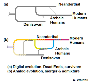 actual evolutionary tree