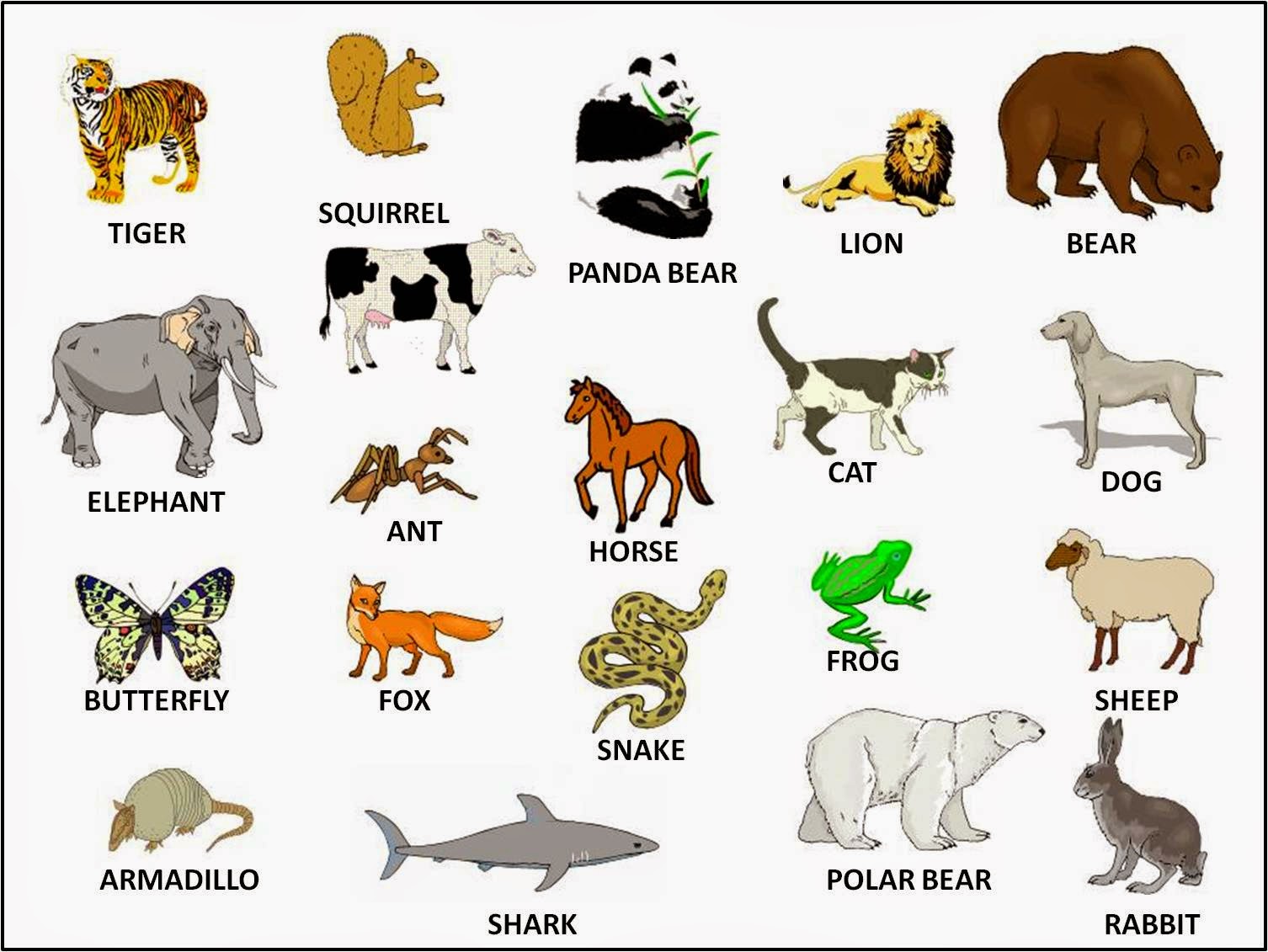 animals photo essay animals photo essay