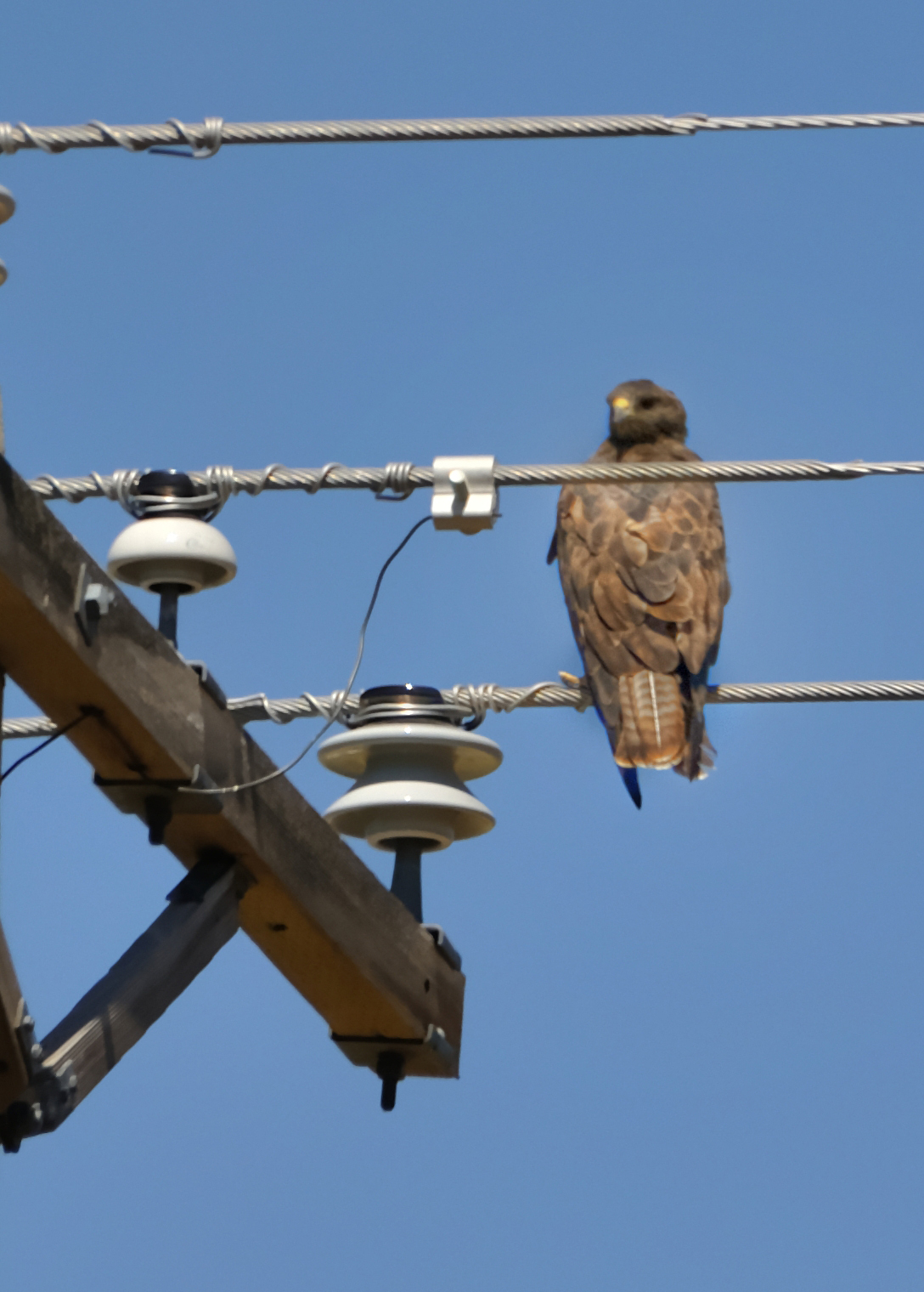 nature big nature small Golden Eagle in Dusty, Wa