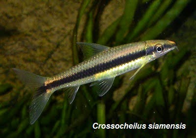 akvaryum habitat sae siyamli alg yiyici ve ucan tilki arasindaki farklar nelerdir