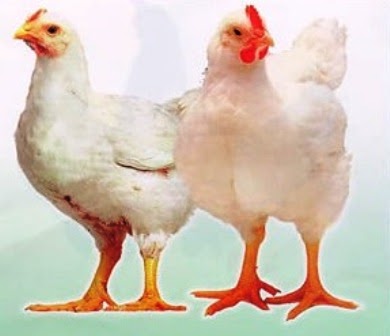 Dinara Agro Farm Panduan Dan Teknik Menternak Ayam Pedaging