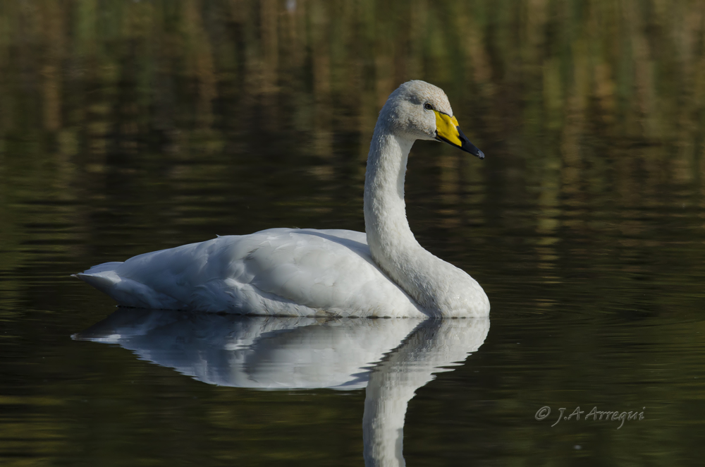 Cisne cantor, Cygnus cygnus, Whooper Swan Cisne cantor, Cygnus cygnus, Whooper Swan