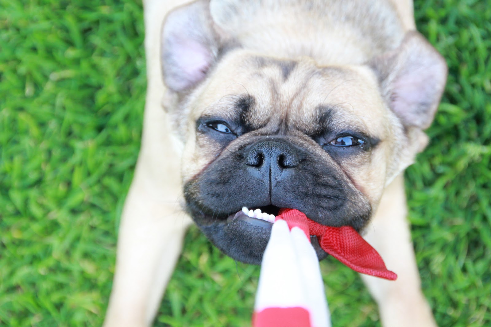Retro Mops oder Sport Mops oder Altdeutscher Mops