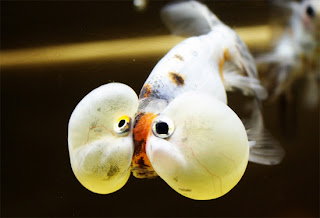 Bubble Eye Goldfish images
