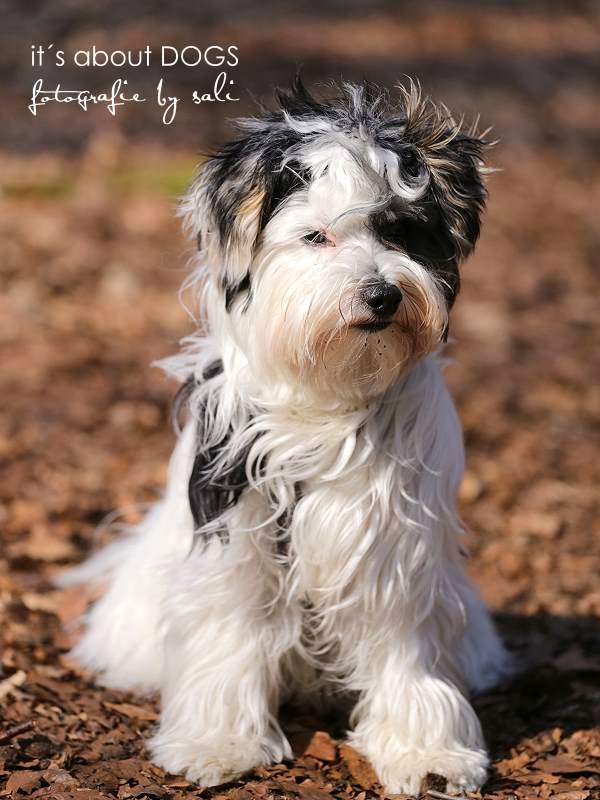 Patient Lotta Erhöhte Leberwerte ABOUT DOGS AND CHIRU [Hundeblog]