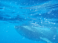 Whale sharks at Isla Holbox in Mexico