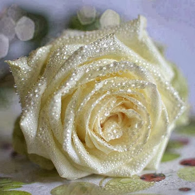 wonderfull white rose with water pearls