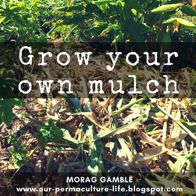 Our Permaculture Life Two simple ways to grow your own mulch.