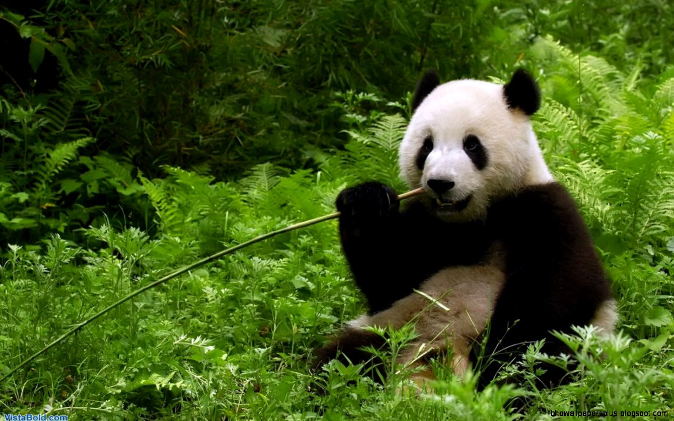 Anime Panda Wallpapers Full HD Pictures Anime Panda Wallpapers Full HD Pictures