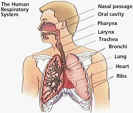 Image result for human respiratory system