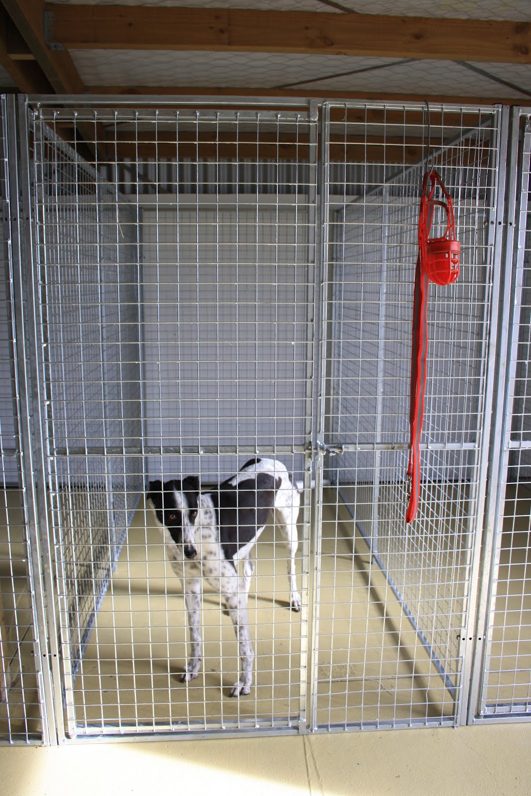 Feral Greyhound Kennels