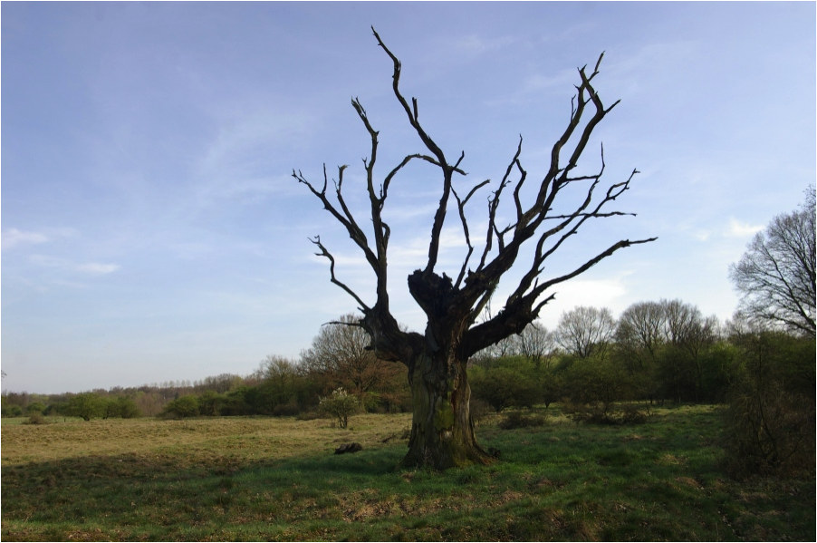 Atlanta Tree Professionals Tree Removal Service Deadwood To Firewood