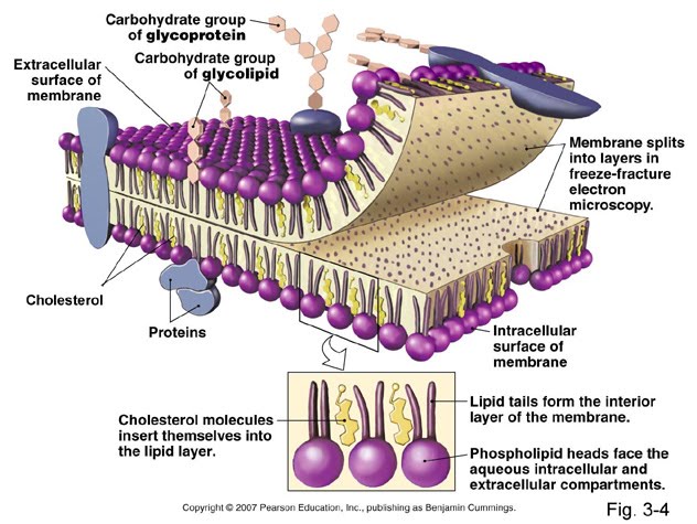 Vie_Science “Membran Plasma dan Retikulum Endoplasma”
