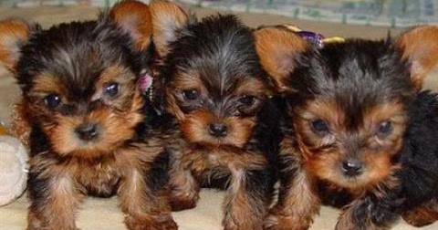 Anjing Yorkshire Terriers | Gambar Foto Anjing
