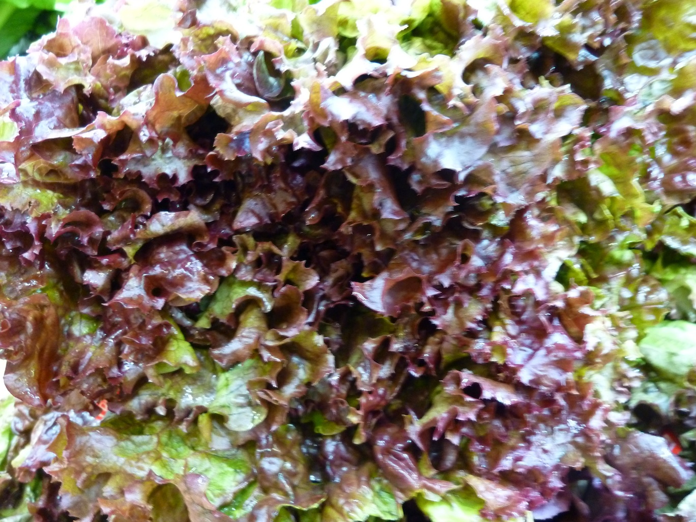 bar rencontre lausanne