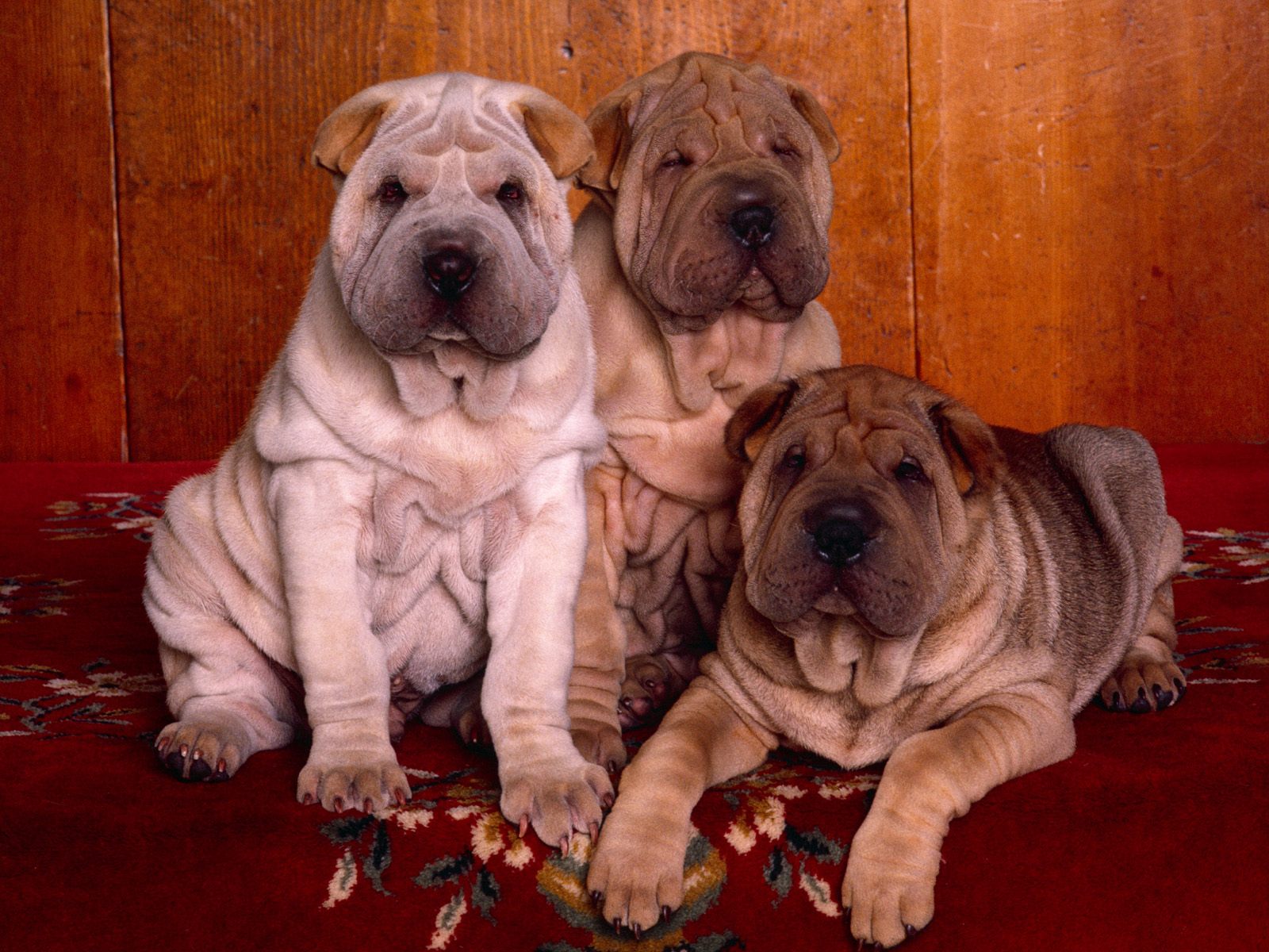 Top 7 Shar Pei Puppies Photos Pictures Of Animals 2016
