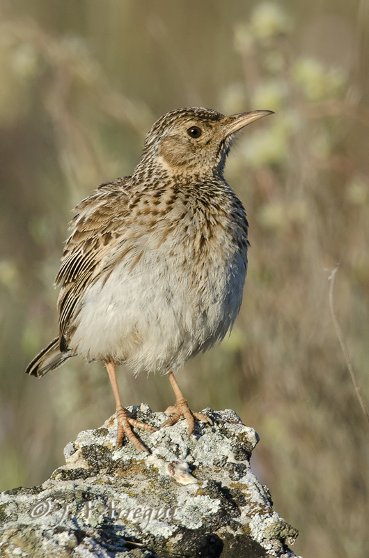 Alondra ricotí; alondra de dupont; Chersophilus duponti; Dupont´Lark. Alondra ricotí; alondra de dupont; Chersophilus duponti; Dupont´Lark.