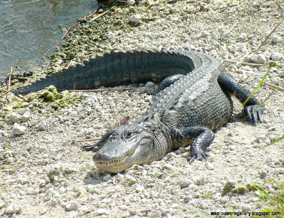 Florida Nature Alligator mississippiensis American Alligator Florida Nature Alligator mississippiensis American Alligator