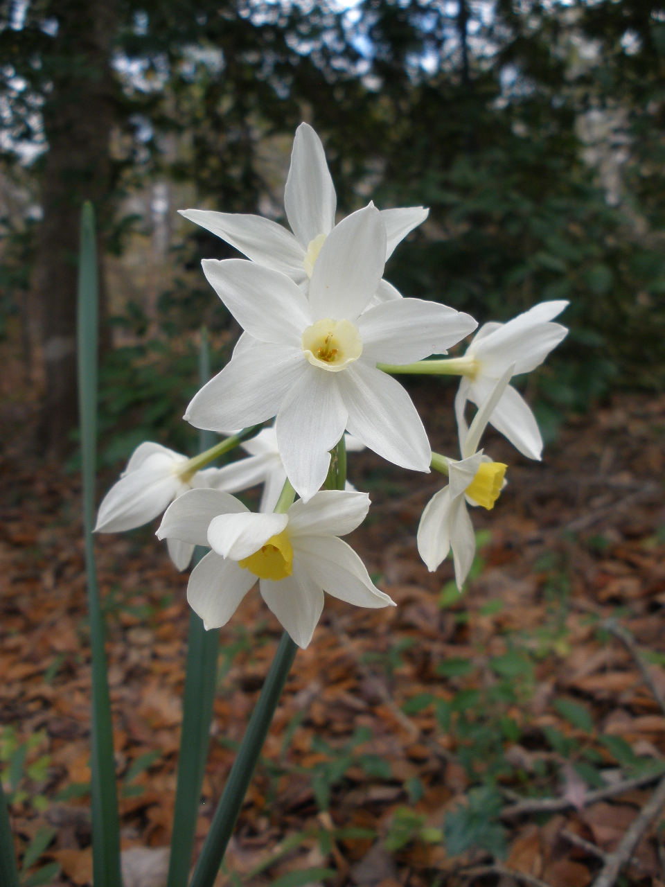 MARIETTE'S BACK TO BASICS {Winter Blooming Fragrant Daffodils!}