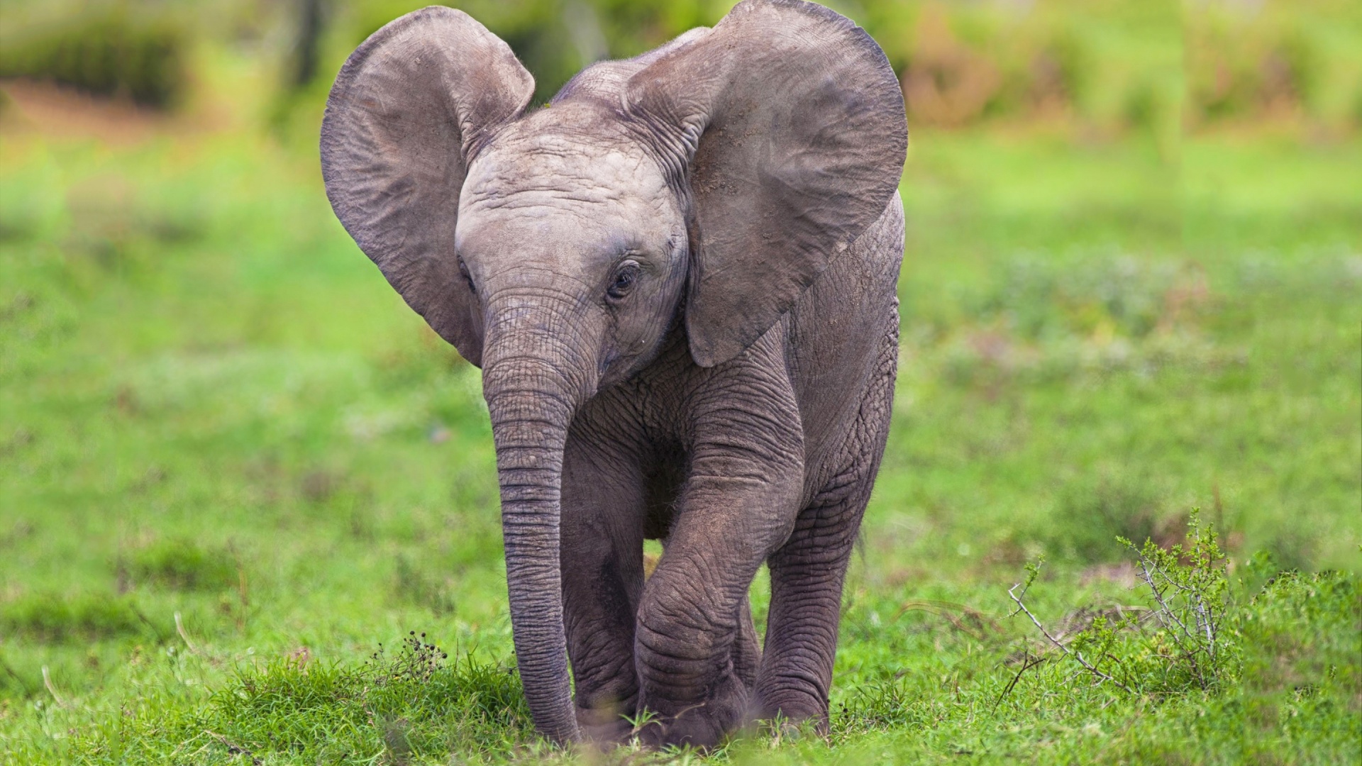 elephant-baby-1920x1080.jpg