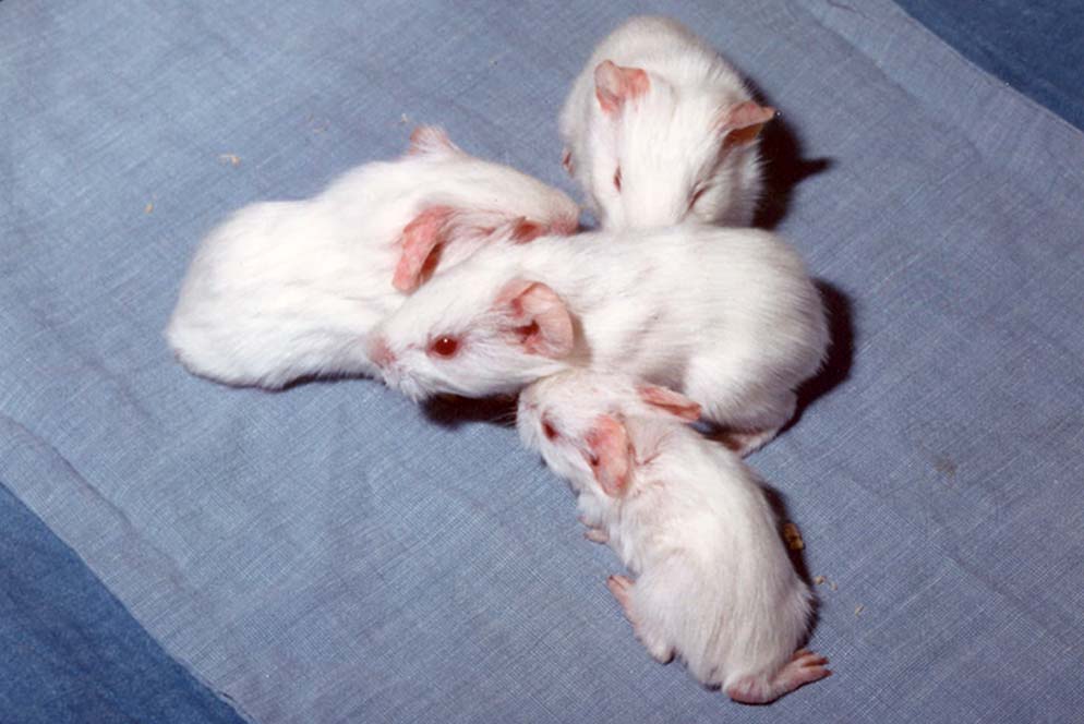 The Evolving Placenta Altricial And Precocial Neonates