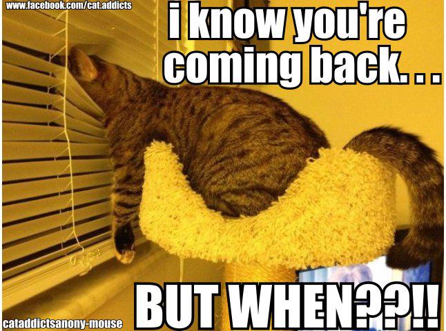 How Soon Do Cats Come Back Home How Soon Do Cats Come Back Home