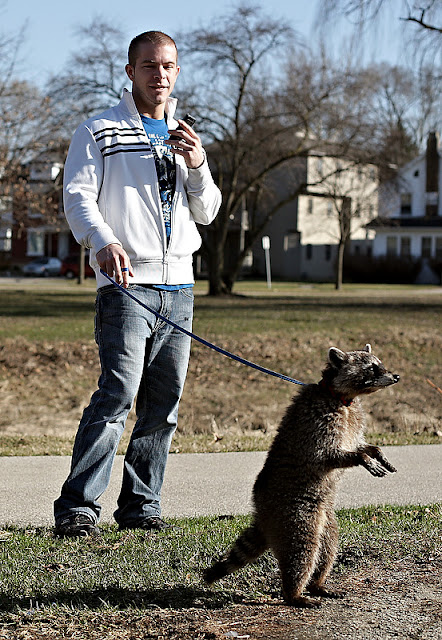 Pet Raccoon Dog For Sale Uk Pet Raccoon Dog For Sale Uk