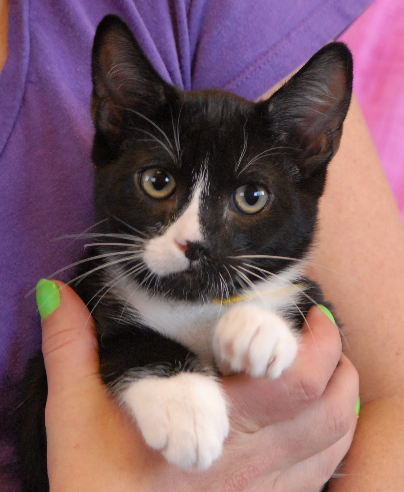 6 adorable kittens now ready for adoption!