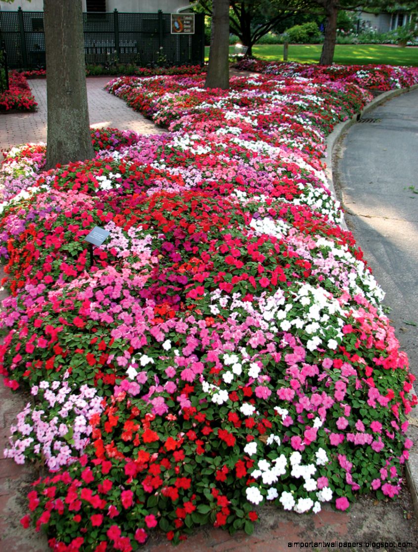 Impatiens Flower Specs Pictures Information Flowers Gallery Impatiens Flower Specs Pictures Information Flowers Gallery