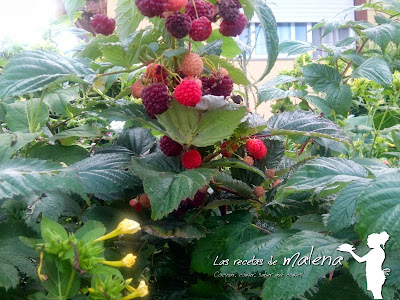 frambuesas frambuesas