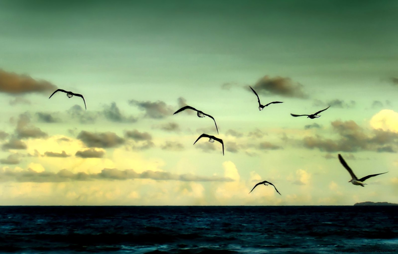 Freedom Bird Freedom Bird