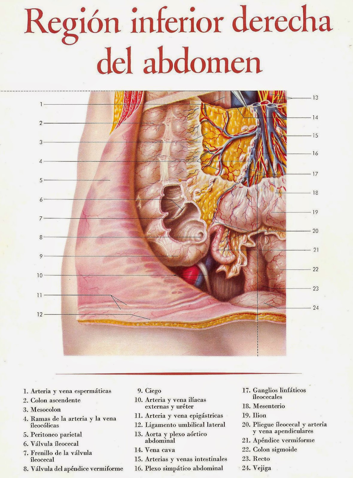 AIKA ilustraciones de la anatomia de varios organos y tejidos