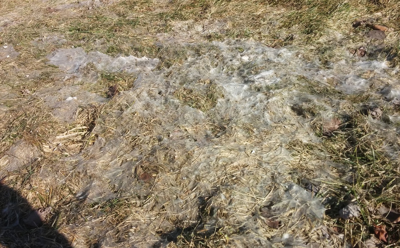 Turf Pro Inc. What's that white fuzz in your lawn?