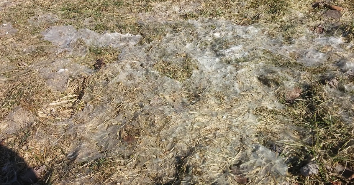 Turf Pro Inc. What's that white fuzz in your lawn?