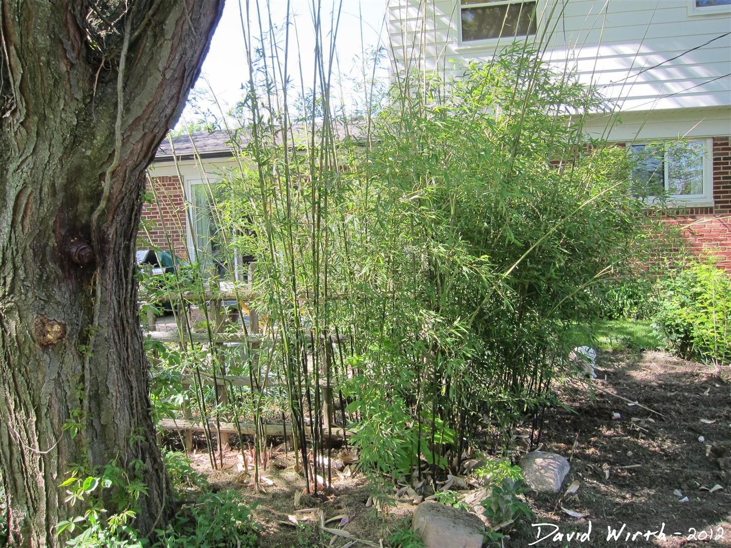 How to Grow Bamboo in Cold Climates