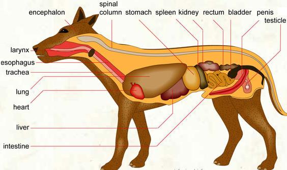 Mammal Nervous System