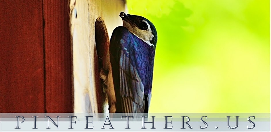 PinFeathers
