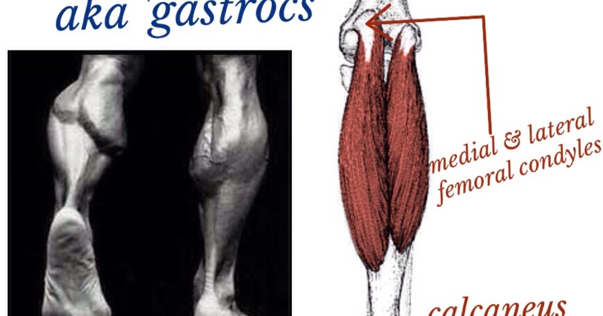 The Hip Joint: Gastrocnemius - lower leg muscle